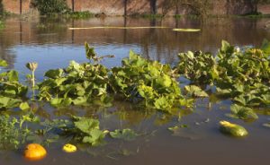 Guidelines for Consuming Late Season Produce Exposed to Floodwater