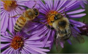 bees on purple flowers