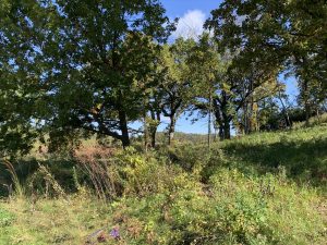 Oak Savanna Restoration at Indian Lake Park in Dane County