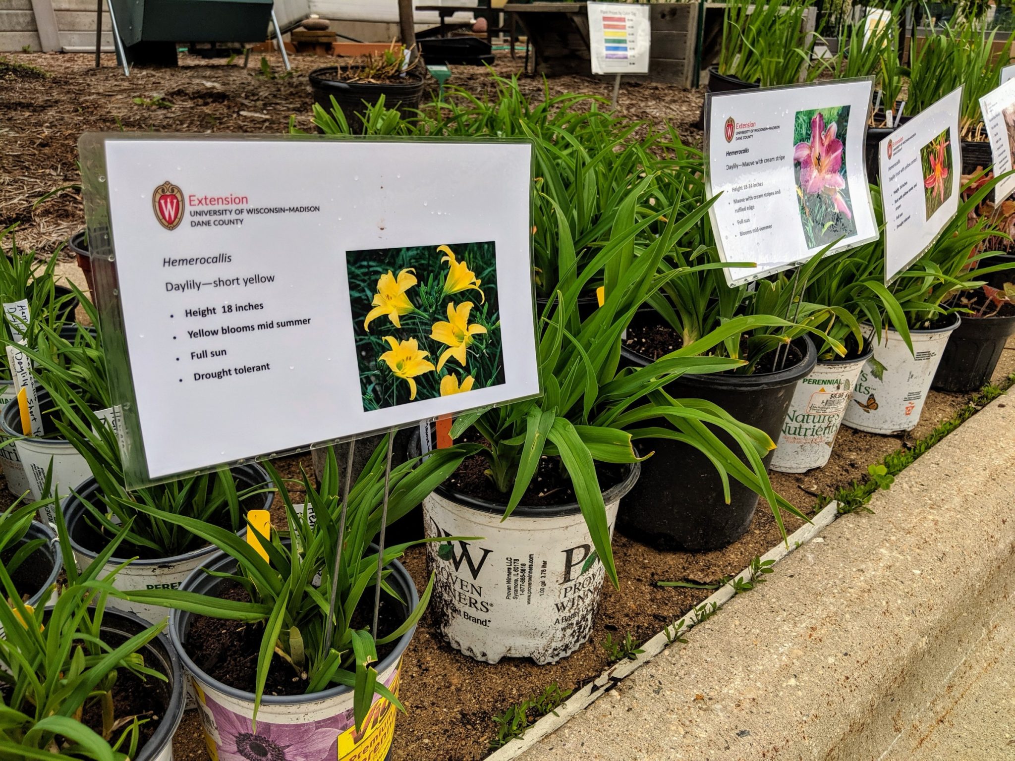 Dane County Master Gardener Plant Sale Extension Dane County