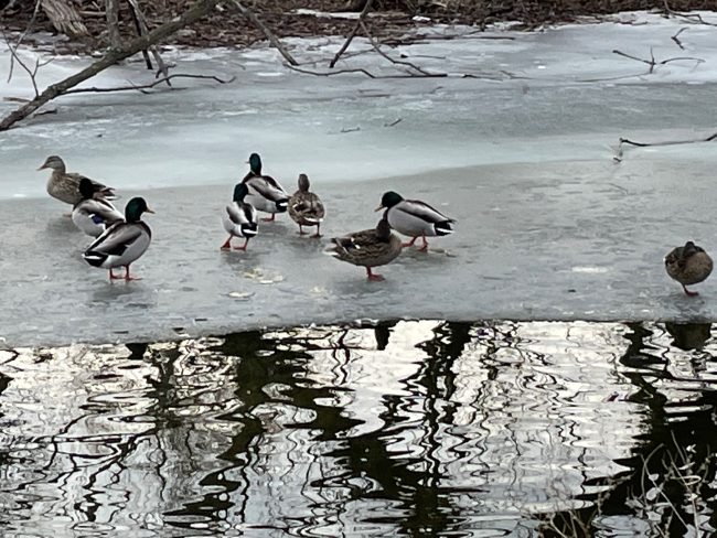 flock of Mallard ducks standing on a partially frozen body of water