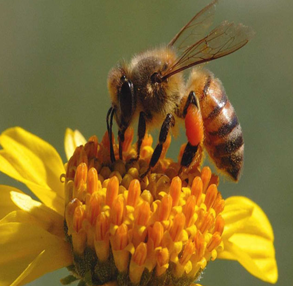 Bee in flower