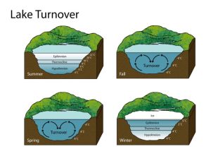 Diagram of lake turnover. Epilimnion is the surface layer that is warmed by the sun, thermocline is  the middle layer,  and hypolimnion is the colder layer extending to the floor of the lake.