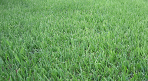 Fertilizing Lawns