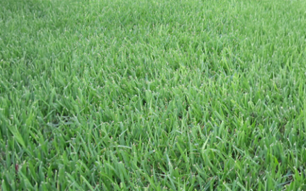 Fertilizing Lawns