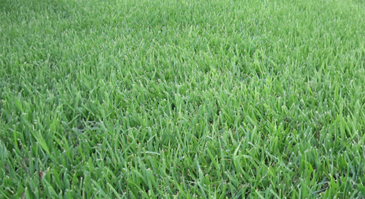 a lush, green lawn