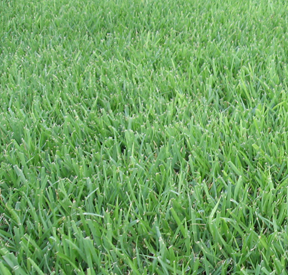 Fertilizing Lawns