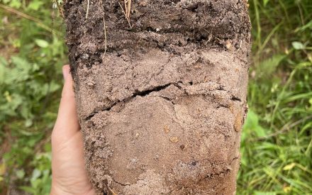 Tis the Season to Celebrate Soil!