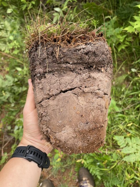 a cross-section of a soil plug or root ball removed from the ground