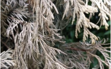 Keep Watering in Fall to Protect Evergreens from Winter Burn