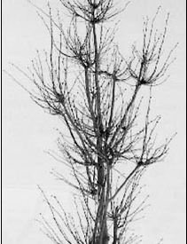 De-icing Salts Damage Soils, Plants and Water