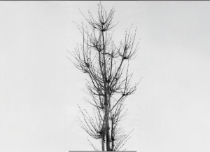 De-icing Salts Damage Soils, Plants and Water
