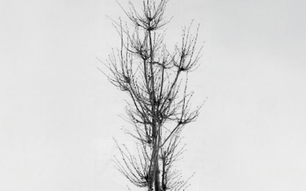 De-icing Salts Damage Soils, Plants and Water