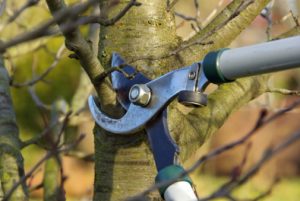 Annual Tree and Shrub Pruning Workshops