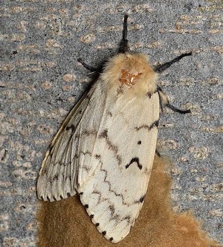 Gypsy Moth Traps - CLARE CONSERVATION DISTRICT