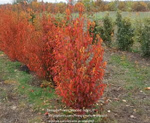 Plants With Great Fall Color
