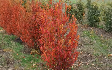 Plants With Great Fall Color