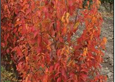 Plants With Great Fall Color