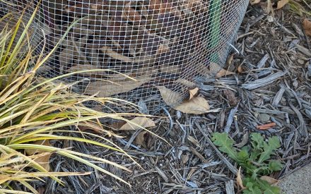 Protecting Trees and Shrubs from Critter Damage in Winter
