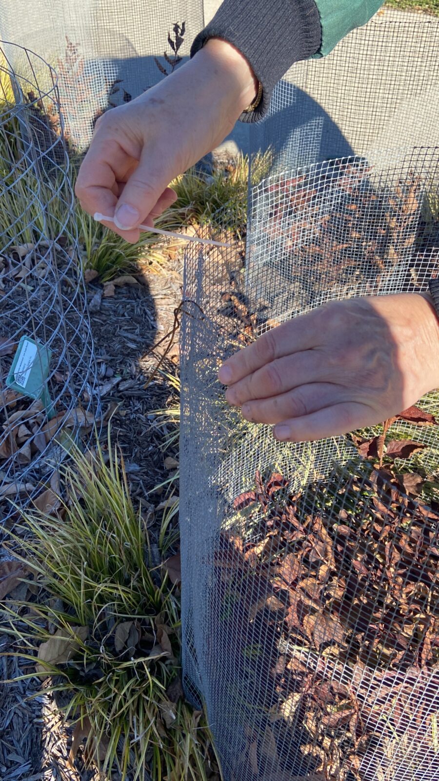 Protecting Trees and Shrubs from Critter Damage in Winter – Extension ...