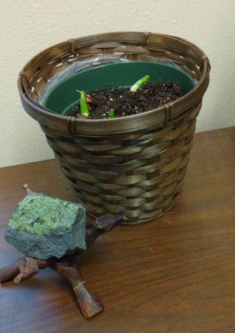 Daffodil bulbs in a pot