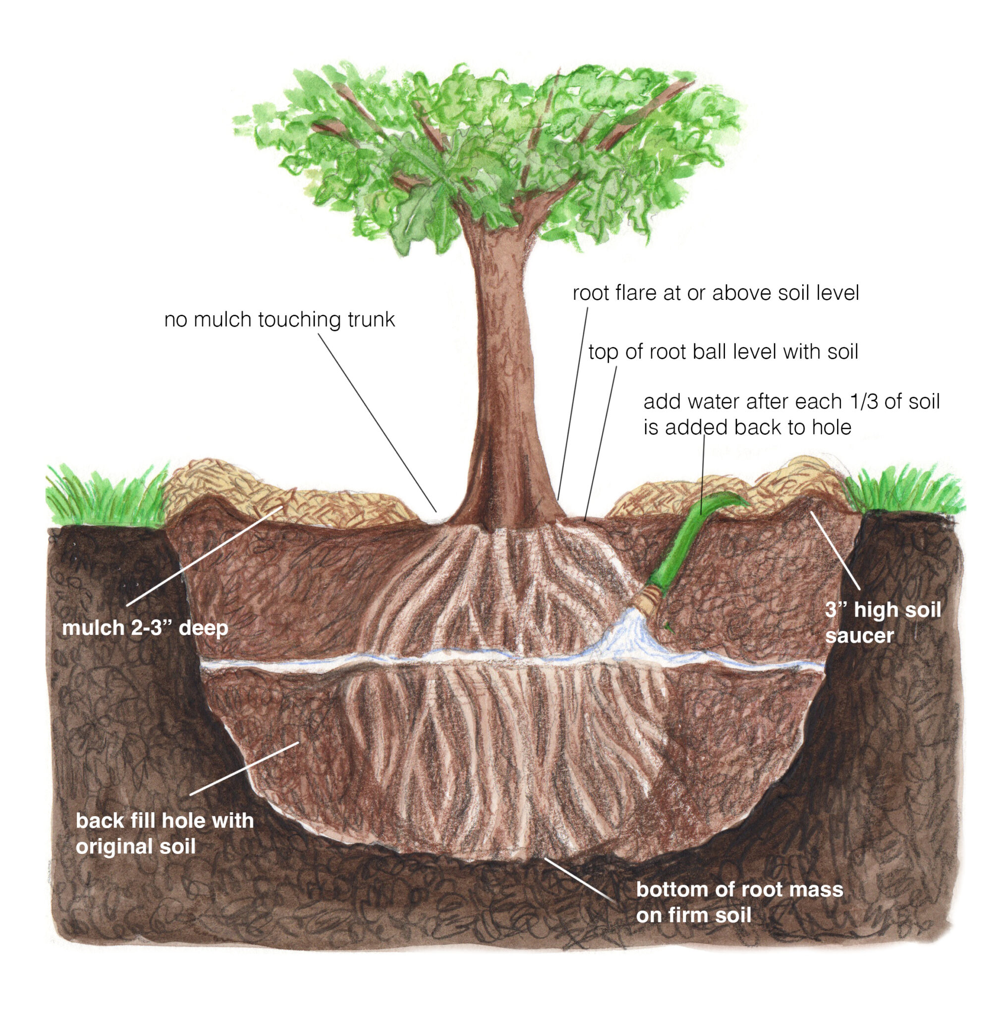 Tree Planting Handout Extension Dane County tree-planting-handout-extension-dane-county