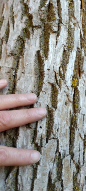 Flecked bark and EAB exit holes on ash trees