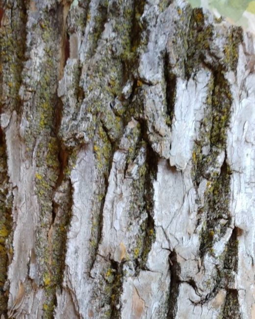 ash flecking on a tree