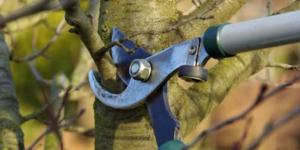 The annual tree and shrub pruning workshop is coming soon!