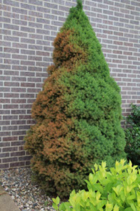 Protect Evergreens From Winter Burn