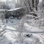 snowy backyard