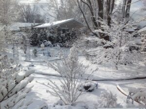 snowy backyard