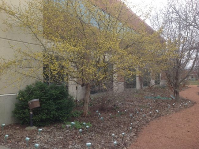 Corneliancherry dogwood far away