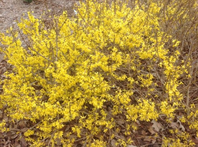 Forsythia golden peep far