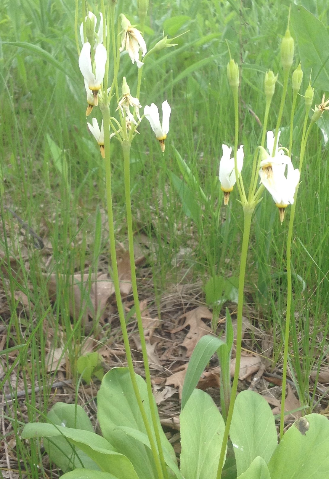 Mid-May in the Teaching Garden – Extension Dane County