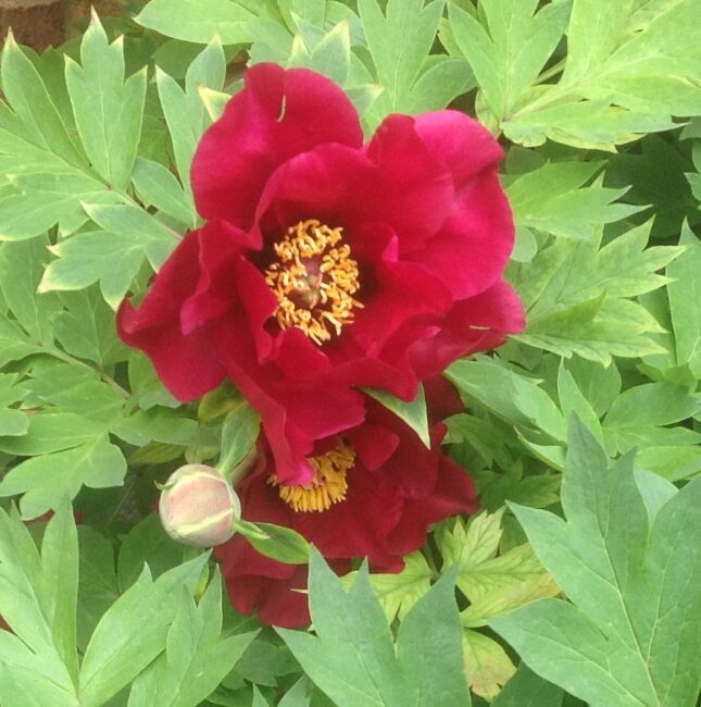 Japanese tree peony 'Boreas'