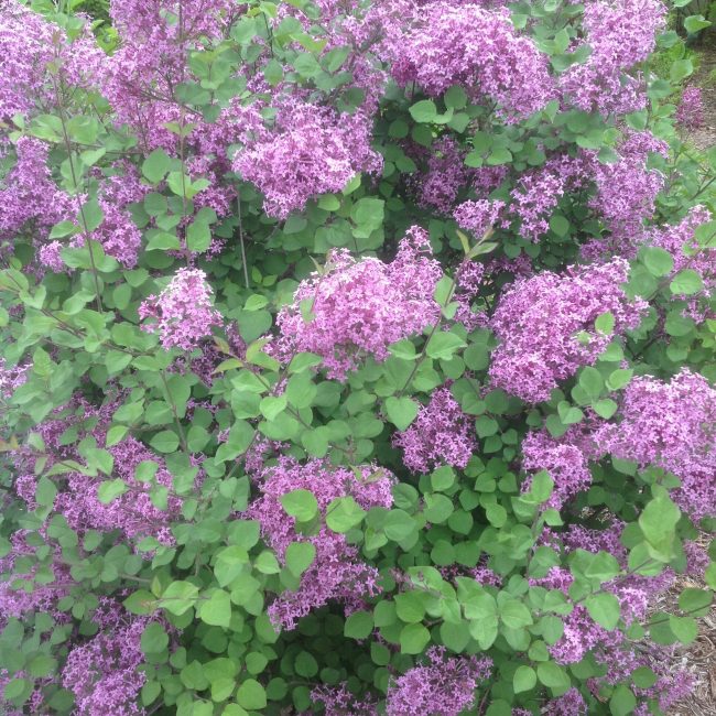 dwarf korean lilac rebloom