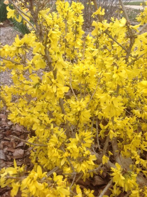 forsythia golden peep closeup