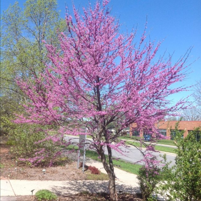 eastern redbud tree - far away