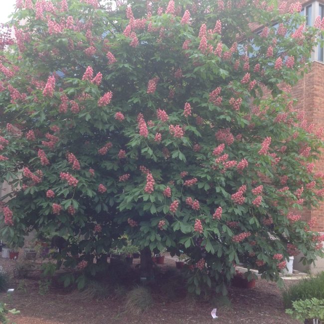 ‘Fort McNair’ Red Horse chestnut
