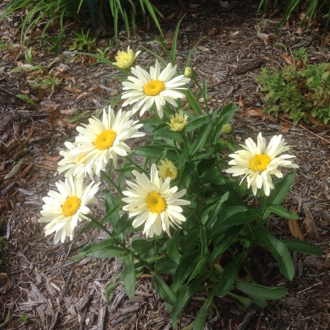 daisies growing