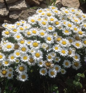 It’s June in the Teaching Garden