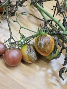 Tomato Late Blight