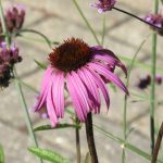 coneflower