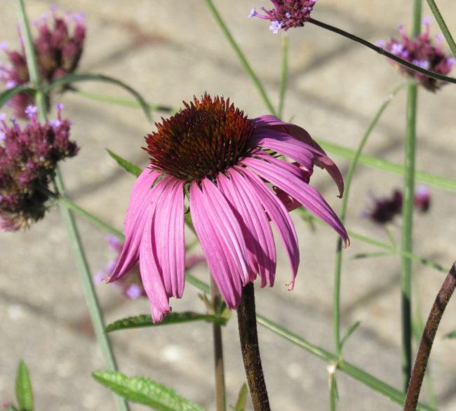 coneflower