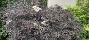 Black Lace™ elderberry: A landscape standout