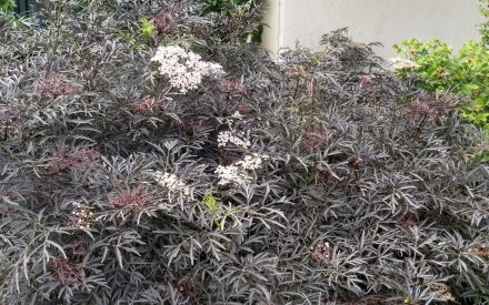 Black Lace™ elderberry: A landscape standout