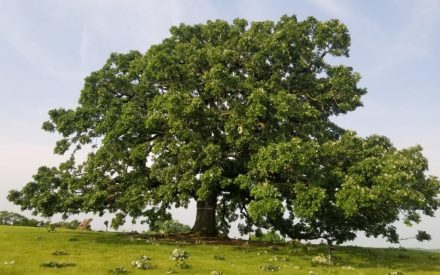 Online Tool for Determining a Guideline Timing for Pruning Oaks