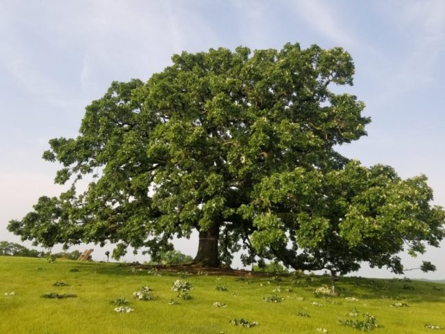 heritage oak tree