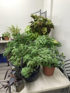Making More Plants: Houseplant Propagation Fall 2026